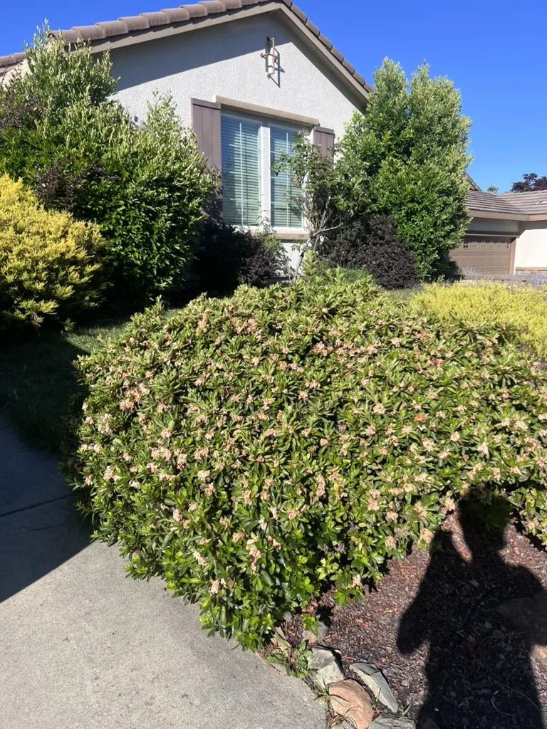 Overgrown hedges before trimming